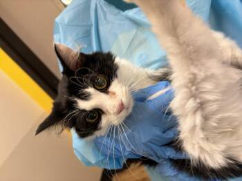 Zinnia -  Domestic Medium Hair Cat for Adoption in Raleigh, North Carolina - Zinnia | PetCurious