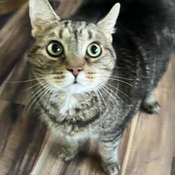 Domestic Short Hair Cats Available for Adoption - Johnny | PetCurious