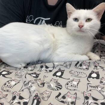 MoonPie -  Domestic Short Hair Cat for Adoption in Port Richey, Florida - MoonPie | PetCurious