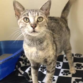 Peggy -  Domestic Short Hair Cat for Adoption in Kingman, Kansas - Peggy | PetCurious