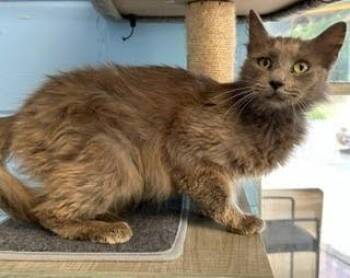 Anastasia -  Domestic Long Hair Cat for Adoption in Lunenburg, Massachusetts - Anastasia | PetCurious
