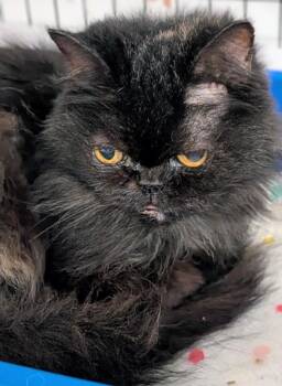 Catitude -  Persian Cat for Adoption in St. Augustine, Florida - Catitude | PetCurious