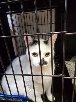 W2 ROCKY -  Domestic Short Hair Cat for Adoption in Southbury, Connecticut - W2 ROCKY | PetCurious