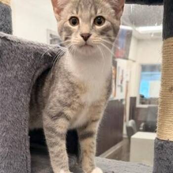 Merle -  Domestic Short Hair Cat for Adoption in Horn Lake, Mississippi - Merle | PetCurious