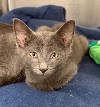 Finn -  Domestic Short Hair Cat for Adoption in Yankton, South Dakota - Finn | PetCurious