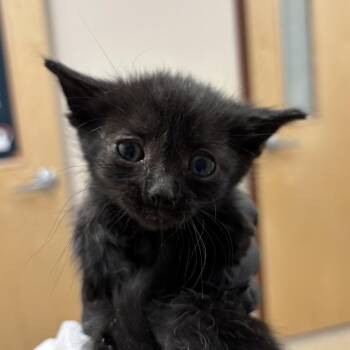 Doodad -  Domestic Medium Hair Cat for Adoption in Reno, Nevada - Doodad | PetCurious