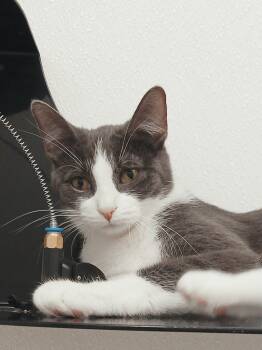 Tiff-Tiff -  Domestic Short Hair Cat for Adoption in Bay City, Michigan - Tiff-Tiff | PetCurious