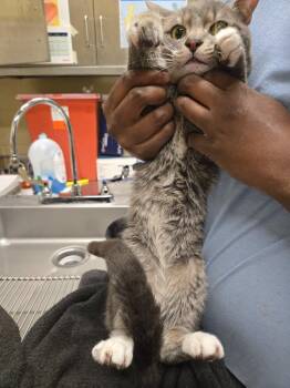 Domestic Short Hair Cats Available for Adoption in Douglasville, Georgia - Carlos | PetCurious