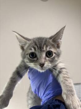 Door Jam -  Domestic Short Hair Cat for Adoption in Sherwood, Oregon - Door Jam | PetCurious
