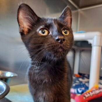 Domestic Short Hair Cats Available for Adoption in Rock Falls, Illinois - Buttercup | PetCurious