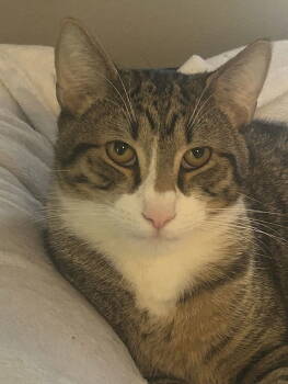 Rescue Domestic Short Hair Cats for Adoption in Tampa, Florida - Elio | PetCurious