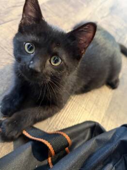Cassius Au Bellona -  Domestic Short Hair Cat for Adoption in Dallas, Texas - Cassius Au Bellona | PetCurious