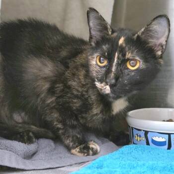 Cardamom -  Domestic Short Hair Cat for Adoption in Pittsburgh, Pennsylvania - Cardamom | PetCurious