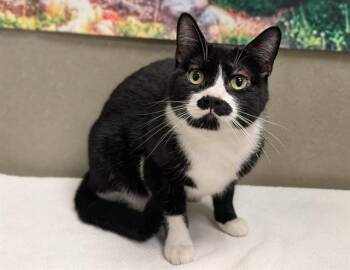 A551617 -  Domestic Short Hair Cat for Adoption in Moreno Valley, California - A551617 | PetCurious