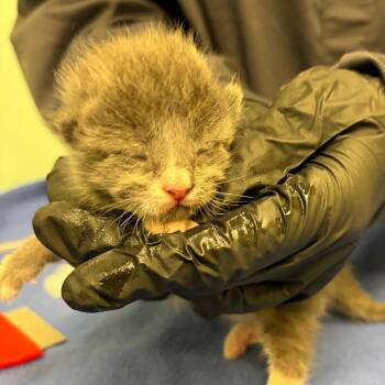 Anton -  Domestic Short Hair Cat for Adoption in Keizer, Oregon - Anton | PetCurious