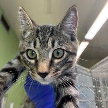 Sour Patch Kid -  Domestic Short Hair Cat for Adoption in St. Helena, California - Sour Patch Kid | PetCurious