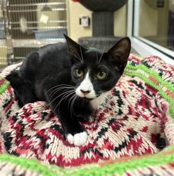 MINNIE -  Domestic Short Hair Cat for Adoption in Fort Myers, Florida - MINNIE | PetCurious