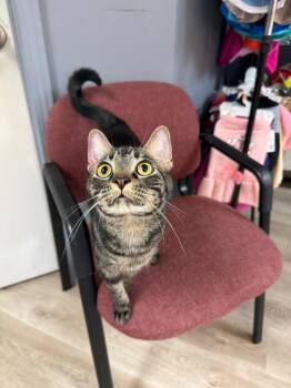 Colby Jack -  Domestic Short Hair Cat for Adoption in Valley Park, Oklahoma - Colby Jack | PetCurious