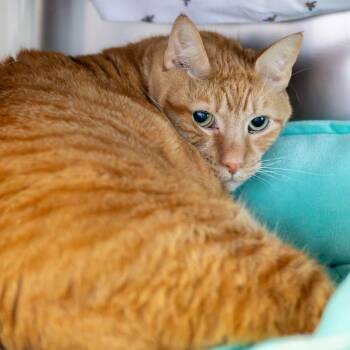 Cupcake -  Manx Cat for Adoption in Wilmington, Delaware - Cupcake | PetCurious