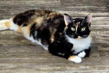 Juniper (Winchester) -  Calico Cat for Adoption in Luling, Texas - Juniper (Winchester) | PetCurious