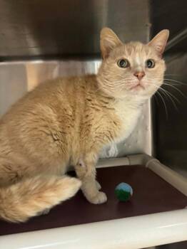 Domestic Short Hair Cats Available for Adoption in Marion, Ohio - Carla | PetCurious