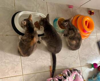 Sally -  Domestic Short Hair Cat for Adoption in Oradell, New Jersey - Sally | PetCurious