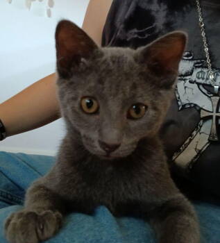 Rescue Russian Blue Cats for Adoption in San Jose, California - Tate McRae | PetCurious