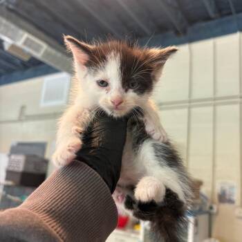 Domestic Short Hair Cats Available for Adoption in Huntington, West Virginia - Yael | PetCurious