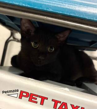 Kraken -  Domestic Short Hair Cat for Adoption in Fort Collins, Colorado - Kraken | PetCurious