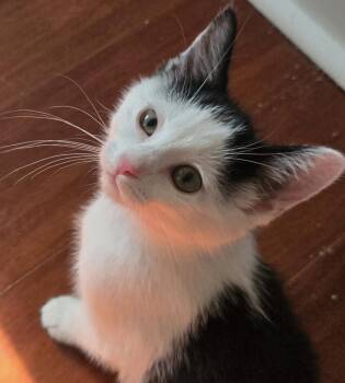 Teletubbies:  Tinky Winky -  Domestic Short Hair Cat for Adoption - Teletubbies:  Tinky Winky | PetCurious