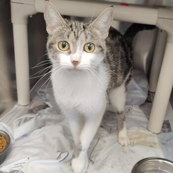Sally -  Domestic Short Hair Cat for Adoption in Jersey City, New Jersey - Sally | PetCurious