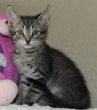 Rescue Domestic Short Hair Cats for Adoption in Huron, South Dakota - Storm | PetCurious