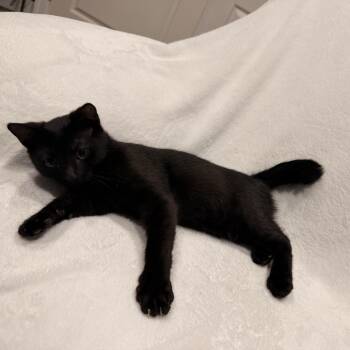 Binx -  Domestic Short Hair and Pixiebob Cat for Adoption in Norco, California - Binx | PetCurious