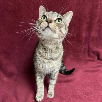 Rescue Domestic Short Hair Cats for Adoption in Waterloo, Iowa - Unity | PetCurious