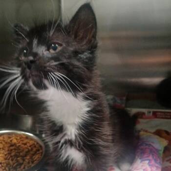 Domestic Medium Hair Cats Available for Adoption in Kyle, Texas - CRUNCH WRAP SUPREME | PetCurious