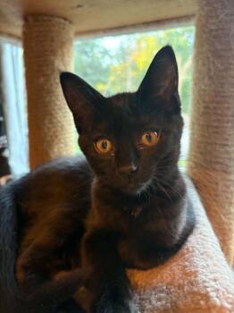 Chong -  Domestic Short Hair Cat for Adoption in Grand Rapids, Michigan - Chong | PetCurious