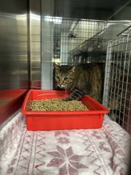 Rescue Domestic Long Hair and Domestic Short Hair Cats for Adoption in Fort Worth, Texas - Cat 1 | PetCurious