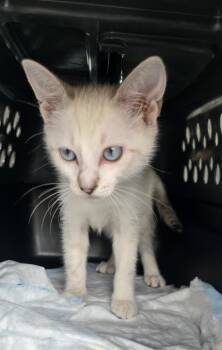 Shakayla WV14457-T LOCAL Adoption Event in Woodinville 8/23 -  Siamese Cat for Adoption in Missouri City, Texas - Shakayla WV14457-T LOCAL Adoption Event In Woodinville 8/23 | PetCurious