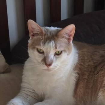 Chester PGAC -  Domestic Short Hair Cat for Adoption in Merrifield, Virginia - Chester PGAC | PetCurious