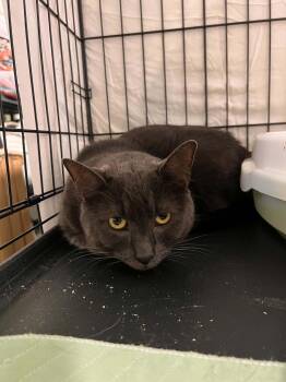 Rainbow -  Domestic Short Hair Cat for Adoption in Burnaby, British Columbia - Rainbow | PetCurious