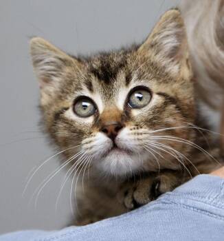 Domestic Short Hair Cats Available for Adoption in Kansas City, Kansas - Ozzy (AO36558) | PetCurious