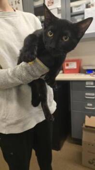 Grackle -  Domestic Short Hair Cat for Adoption in Wichita, Kansas - Grackle | PetCurious