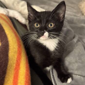 Rescue Domestic Short Hair Cats for Adoption in San Francisco, California - Tempo | PetCurious