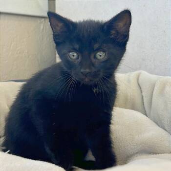Lucky -  Domestic Short Hair Cat for Adoption in Medford, Oregon - Lucky | PetCurious