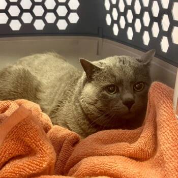 Calvin -  Russian Blue Cat for Adoption in Springboro, Ohio - Calvin | PetCurious