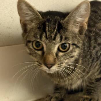 Granite -  Domestic Short Hair Cat for Adoption in Buellton, California - Granite | PetCurious