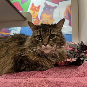 Prince -  Domestic Long Hair Cat for Adoption in Cheyenne, Wyoming - Prince | PetCurious