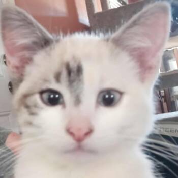 Rescue Domestic Short Hair Cats for Adoption in Lyle, Minnesota - Dali | PetCurious