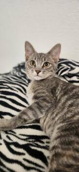 Kitten 27877 -  Domestic Short Hair Cat for Adoption in Parlier, California - Kitten 27877 | PetCurious