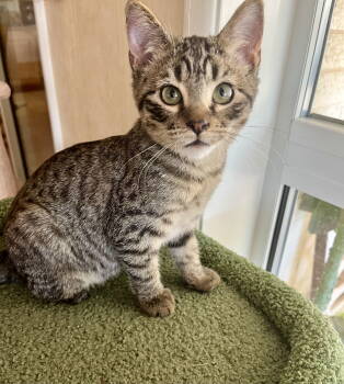 Rescue Domestic Short Hair and Tabby Cats for Adoption in Phoenix, Arizona - Yardley | PetCurious